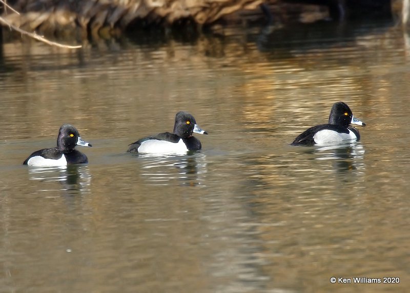 Ring-necked Duck males, Lake Hefner, OK, 2-8-20, Jpa_45764.jpg