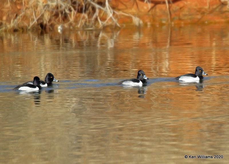 Ring-necked Duck males, Lake Hefner, OK, 2-8-20, Jpa_45765.jpg