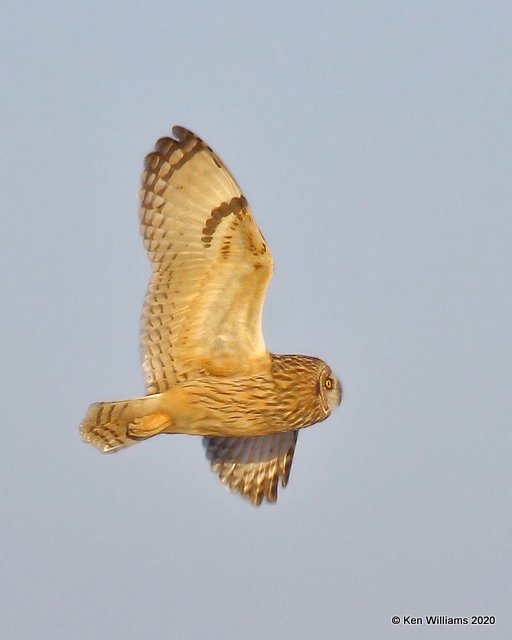 Short-eared Owl, Osage Co, OK, 2-21-20, Jpa_45928.jpg