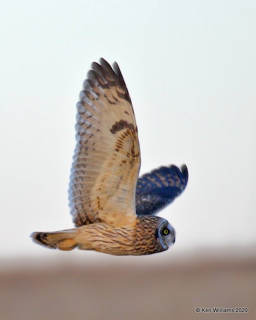 Short-eared Owl, Osage Co, OK, 2-21-20, Jpa_45952.jpg