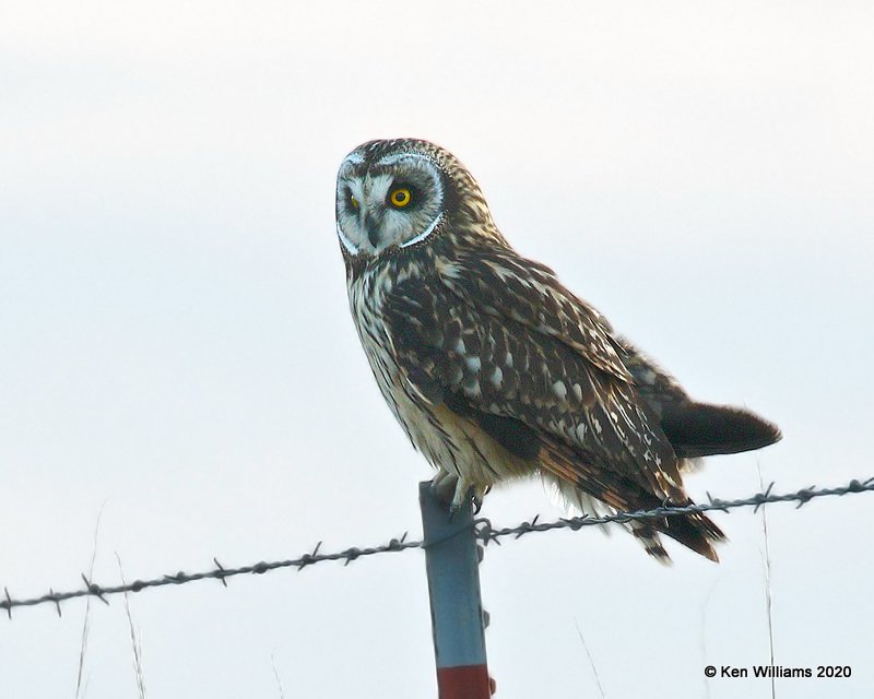 Short-eared Owl, Osage Co, OK, 2-21-20, Jpa_45971.jpg