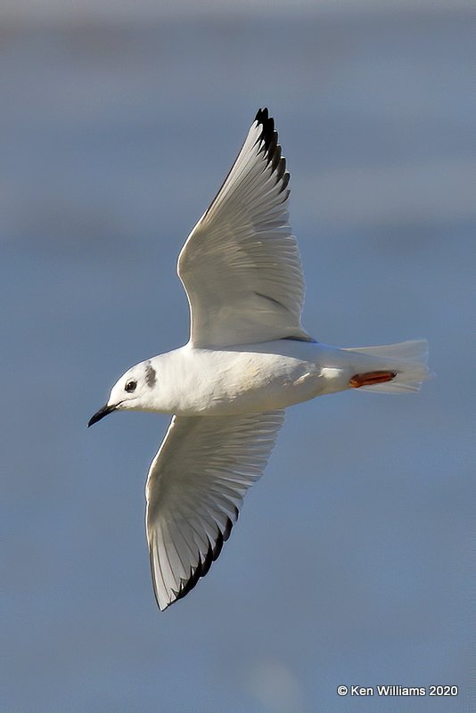 Boneparte's Gull, Cherokee Co, OK, 3-6-20, Jpta_47942.jpg