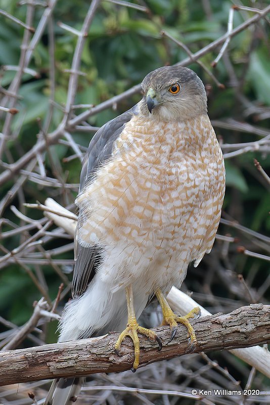 Cooper's Hawk, Rogers Co yard, OK, 2-26-20. Jpa_46210.jpg