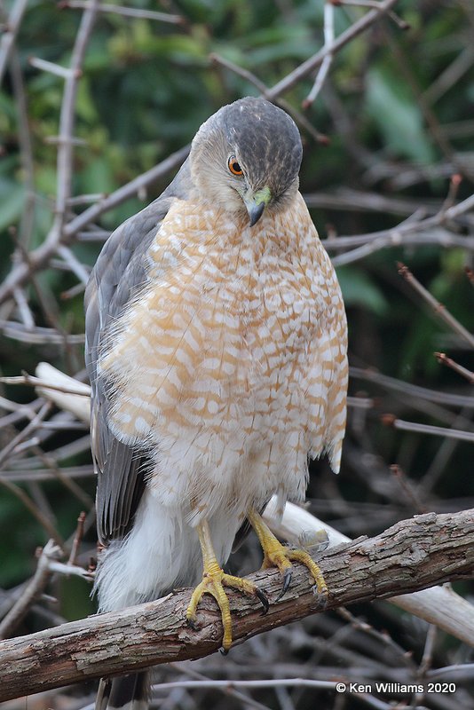 Cooper's Hawk, Rogers Co yard, OK, 2-26-20. Jpa_46219.jpg