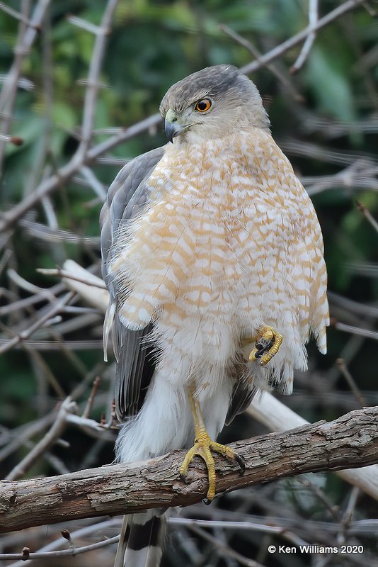 Cooper's Hawk, Rogers Co yard, OK, 2-26-20. Jpa_46239.jpg