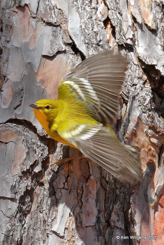 Pine Warbler, Sequoyah SP, Cherokee Co, OK, 3-6-20, Jpt_48432.jpg