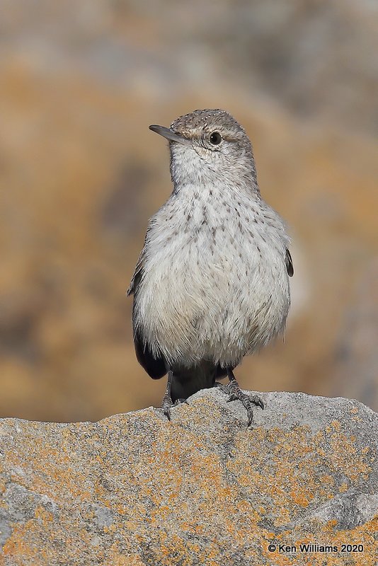 Rock Wren, Cherokee Co, OK, 3-6-20, Jpa_48252.jpg