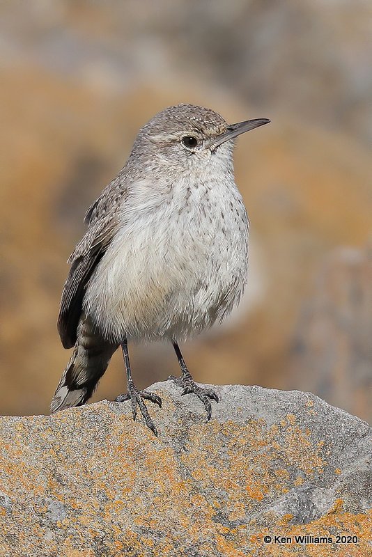 Rock Wren, Cherokee Co, OK, 3-6-20, Jpa_48256.jpg