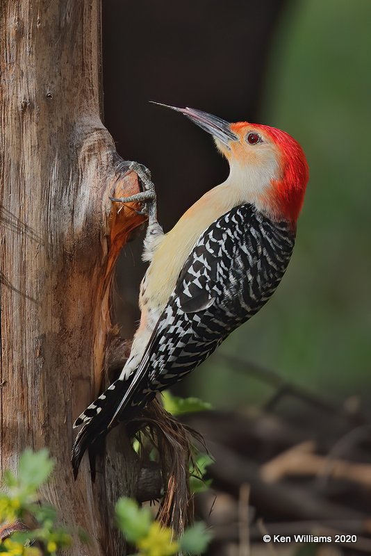 Red-bellied Woodpecker male, Rogers Co yard, OK, 3-26-20, Jps_49016.jpg