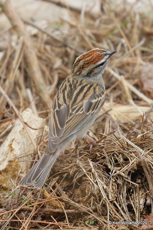 Chipping Sparrow, Ft Gibson Lake, OK, 3-29-20, Jpf_49444.jpg