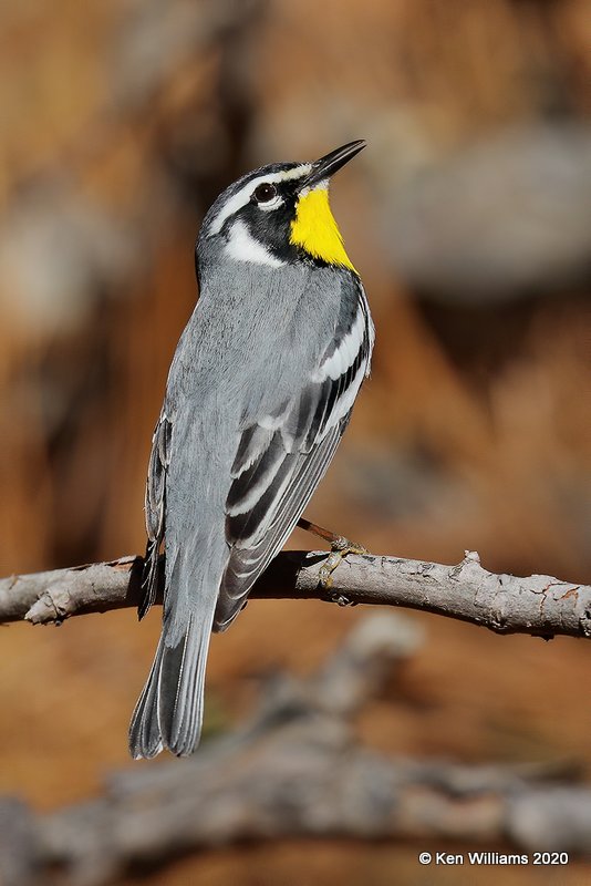 Yellow-throated Warbler male, Ft Gibson Lake, OK, 3-29-20, Jpa_49243.jpg