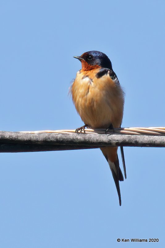Barn Swallow, Tenkiller Lake, OK, 4-15-20, Jps_51201.jpg