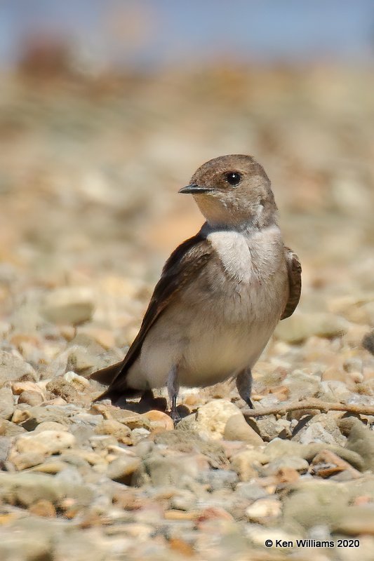Northern Rough-winged Swallow, Tenkiller Lake, OK, 4-15-20, Jps_50940.jpg