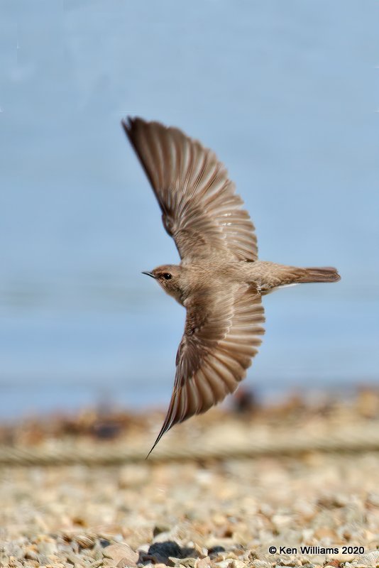 Northern Rough-winged Swallow, Tenkiller Lake, OK, 4-15-20, Jps_50949.jpg