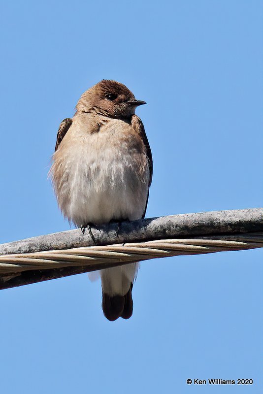 Northern Rough-winged Swallow, Tenkiller Lake, OK, 4-15-20, Jps_51227.jpg