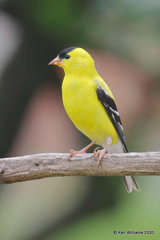 American Goldfinch male, Rogers Co yard, OK, 4-19-20, Jps_51746.jpg