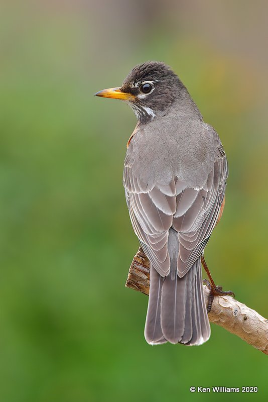 American Robin female, Rogers Co yard, OK, 4-19-20, Jps_51586.jpg