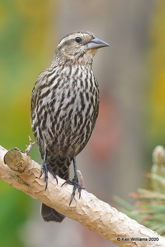 Red-winged Blackbird female, Rogers Co yard, OK, 4-19-20, Jps_51591.jpg