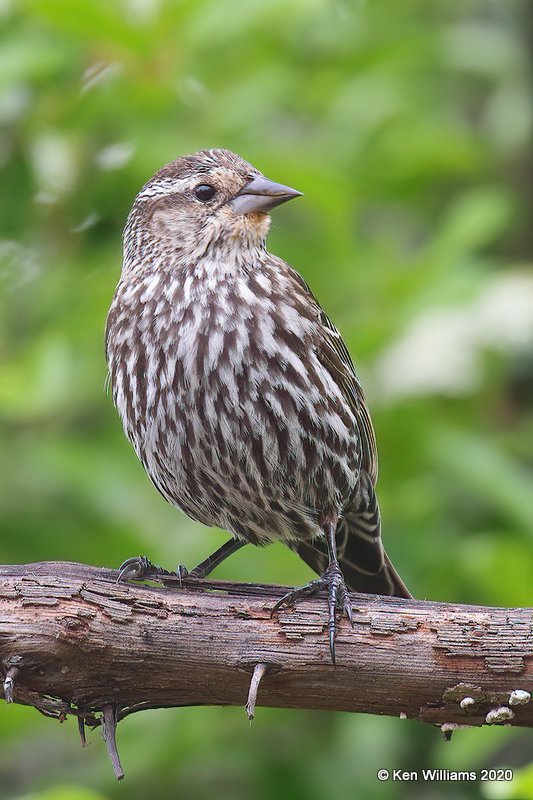 Red-winged Blackbird female, Rogers Co yard, OK, 4-19-20, Jps_51599.jpg