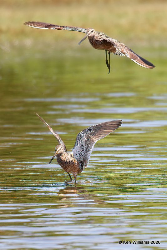 Long-billed Dowitchers, Tulsa Co, OK, 5-23-20, Jps_52693.jpg