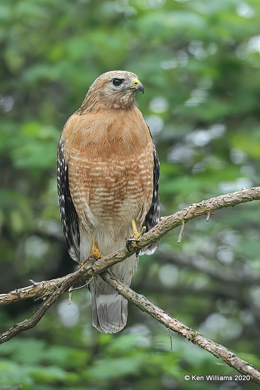 Red-shouldered Hawk, Rogers Co yard, OK, 5-3-20, Jps_53521.jpg