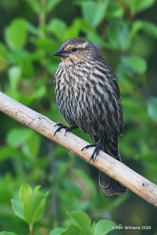 Red-winged Blackbird female, Rogers Co yard, OK, 4-20-20, Jps_51770.jpg