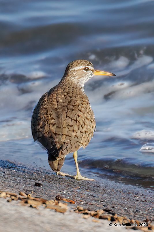 Spotted Sandpiper, Tulsa Co, OK, 4-25-20, Jps_52925.jpg