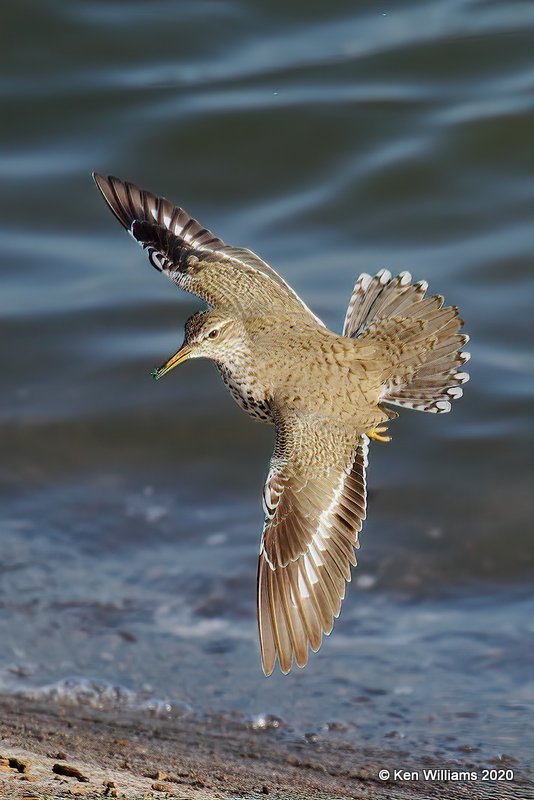 Spotted Sandpiper, Tulsa Co, OK, 4-25-20, Jps_52949.jpg