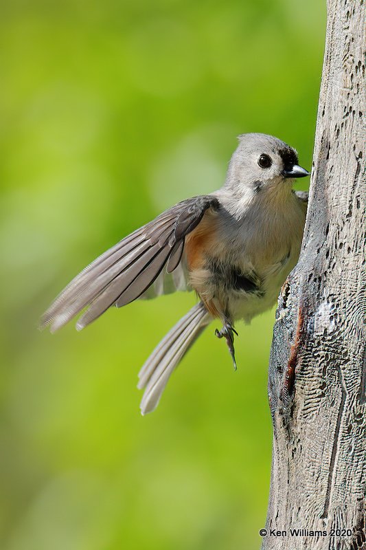 Tufted Titmouse, Rogers Co yard, OK, 4-20-20, Jps_51887.jpg