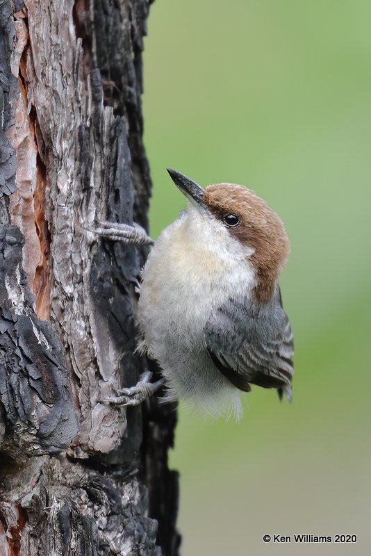 Brown-headed Nuthatch, Atoka Co, OK, 5-5-20, Jpn_53634.jpg