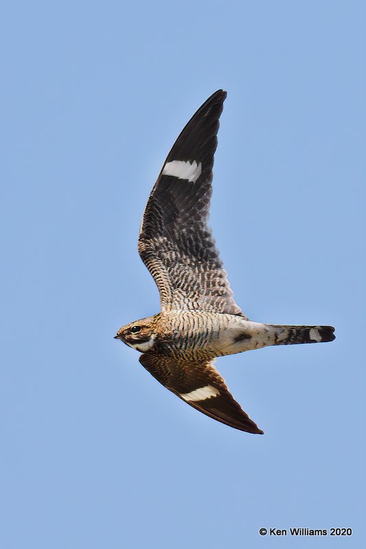 Common Nighthawk, Garfield Co, OK, 5-9-20, Jps_55971.jpg