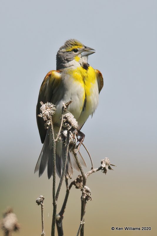 Dickcissel male, Garfield Co, OK, 5-9-20, Jps_55944.jpg