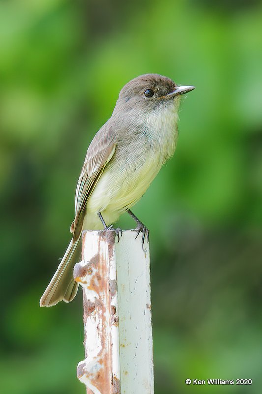 Eastern Phoebe, Okmulgee Co, OK, 5-5-20, Jps_54042.jpg