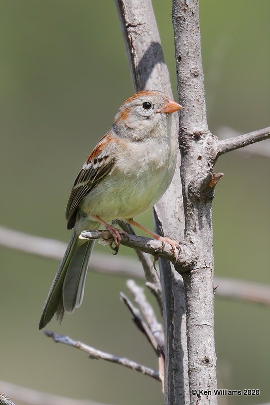 Field Sparrow, Atoka Co, OK, 5-5-20, Jps_53806.jpg