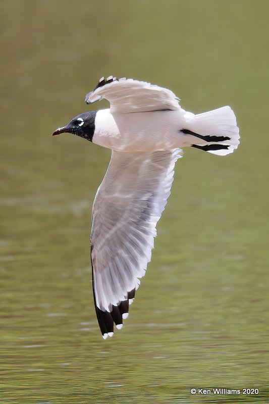 Franklin's Gull, Alfalfa Co, OK, 5-9-20, Jps_56135.jpg