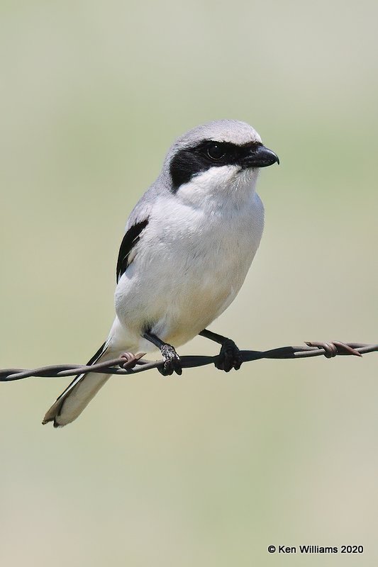 Loggerhead Shrike, Garfield Co, OK, 5-9-20, Jps_56037.jpg