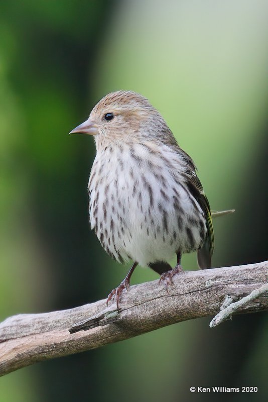 Pine Siskin, Rogers Co yard, OK, 5-7-20, Jps_54226.jpg