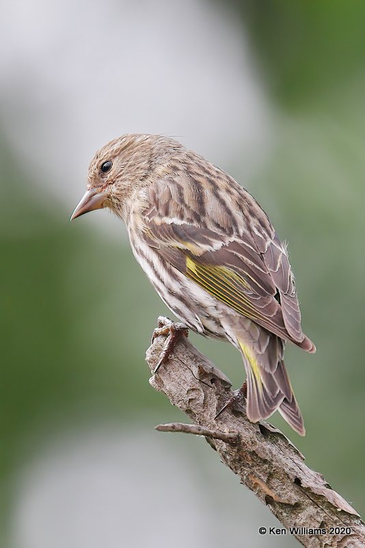 Pine Siskin, Rogers Co yard, OK, 5-7-20, Jps_54261.jpg