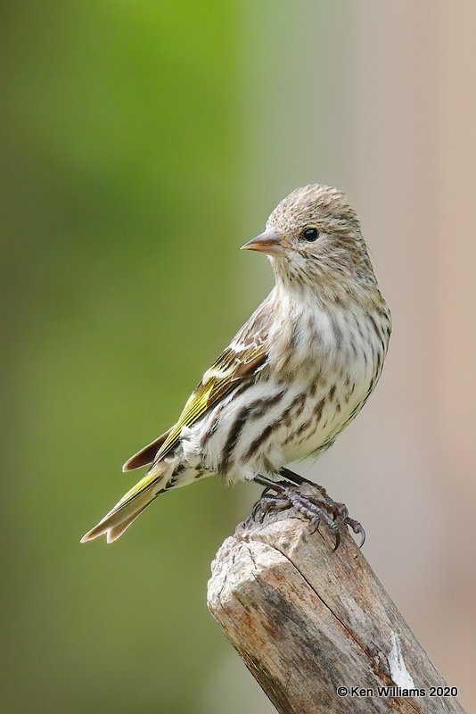 Pine Siskin, Rogers Co yard, OK, 5-7-20, Jps_54268.jpg