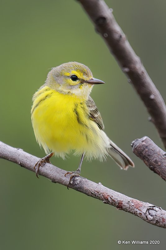 Prairie Warbler female, Atoka Co, OK, 5-5-20, Jps_53756.jpg