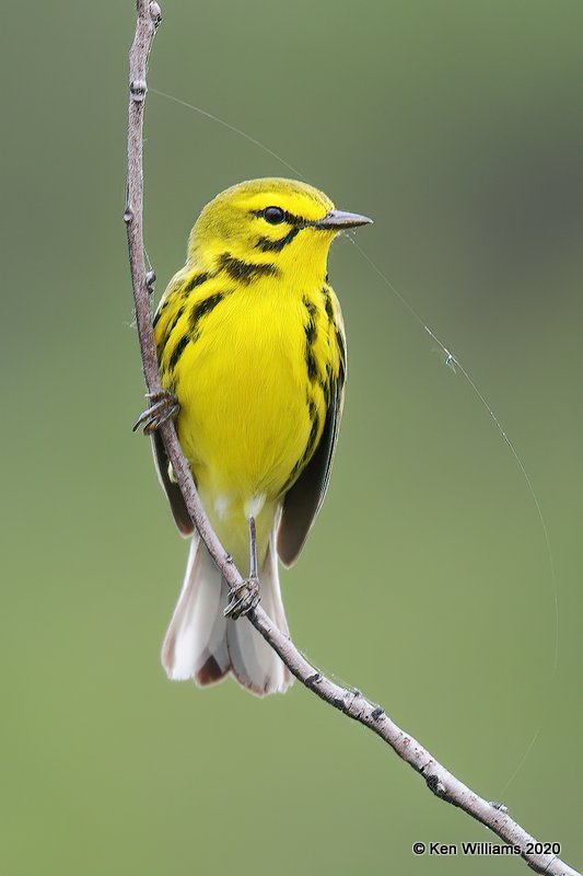 Prairie Warbler male, Atoka Co, OK, 5-5-20, Jps_53768.jpg