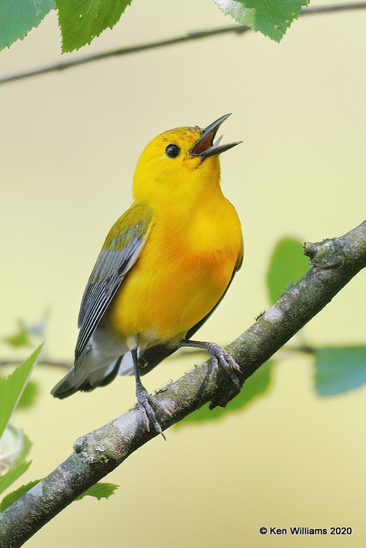 Prothonotary Warbler male, Okmulgee Co, OK, 5-5-20, Jpa_53899.jpg