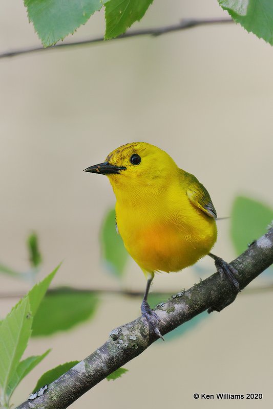 Prothonotary Warbler male, Okmulgee Co, OK, 5-5-20, Jps_53936.jpg