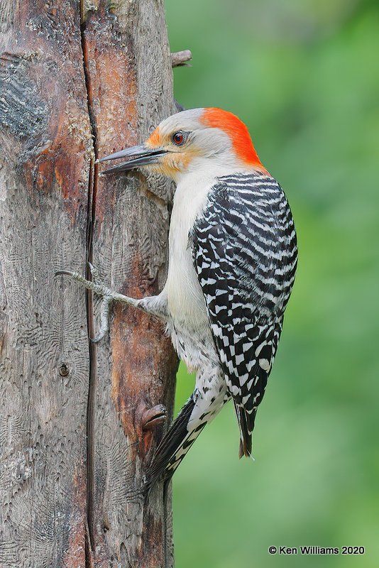 Red-bellied Woodpecker female, Rogers Co yard, OK, 5-7-20, Jps_54297.jpg