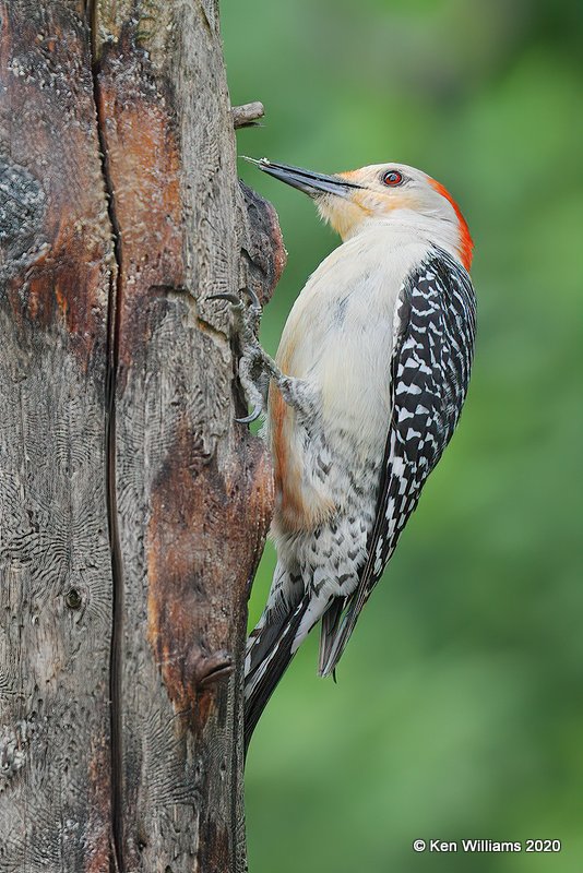 Red-bellied Woodpecker female, Rogers Co yard, OK, 5-7-20, Jps_54307.jpg