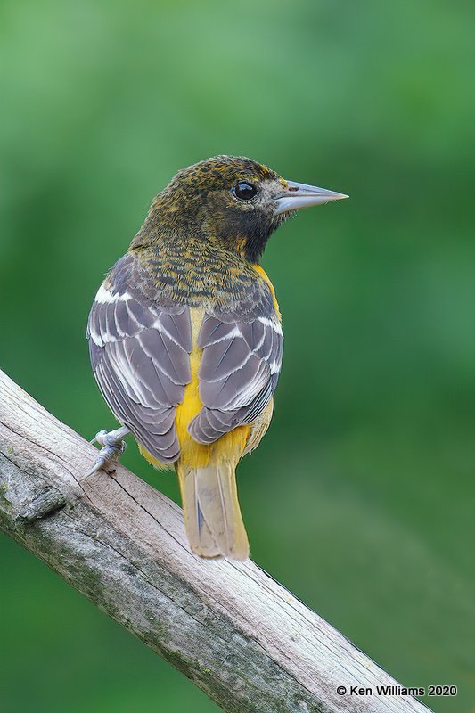 Baltimore Oriole female, Rogers Co yard, OK, 5-13-20, Jps_56327.jpg