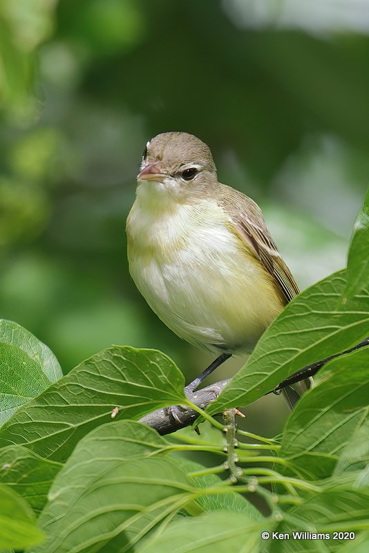 Bell's Vireo, Tulsa Co, OK, 5-16-20, Jps_56484.jpg