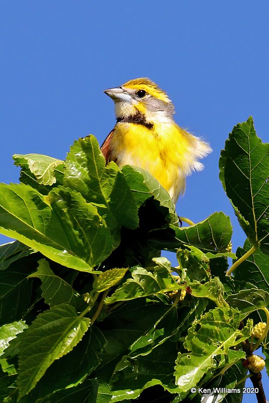 Dickcissel male, Tulsa Co, OK, 5-17- 20, Jpa_56766.jpg