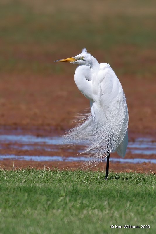 Great Egret, Tulsa Co, OK, 5-17, 20, Jpa_56881.jpg