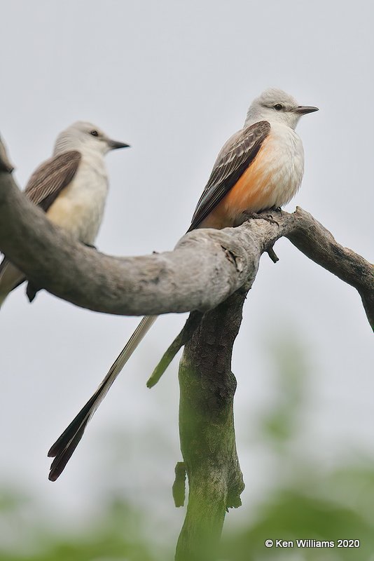 Scissortail Flycatcher, Tulsa Co, OK, 5-16-20, Jps_56458.jpg